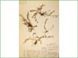 Herbarium specimen of Lechea intermedia var. depauperata