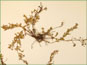 La plante de Lechea intermedia var. depauperata
