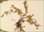 La plante de Lechea intermedia var. depauperata avec les fleurs