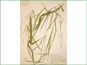 Le spécimen d'herbier de Leersia oryzoides