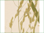 Leersia oryzoides florets