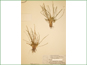 Le spécimen d'herbier de Lilaea scilloides