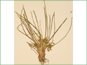La plante de Lilaea scilloides avec les feuilles longues