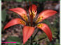 Live Lilium philadelphicum var. philadelphicum flower