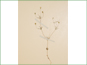 La plante de septentrionalis de Linanthus avec en face des feuilles
