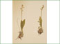 Le spécimen d'herbier de Liparis loeselii