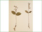 Le spécimen d'herbier de Listera borealis