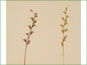 Le pédoncule de Listera cordata avec les fleurs