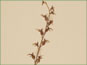 Le pédoncule de Listera cordata avec les fleurs mûrir