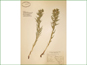 Le spécimen d'herbier de Lithospermum ruderale