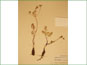 Le spécimen d'herbier de Lomatium cous