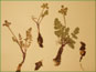 La plante de Lomatium cous
