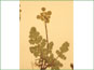 L'infloresence de Lomatium cous