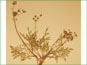 La plante de Lomatium orientale