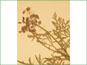 L'inflorescence de Lomatium orientale