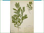 Le spécimen d'herbier de Lonicera oblongifolia var. oblongifolia