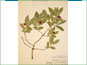 Fruiting branch of Lonicera oblongifolia var. oblongifolia