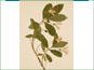 La branche de Lonicera oblongifolia var. oblongifolia avec les fleurs