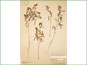 Le spécimen d'herbier de Lotus unifoliatus var. unifoliatus
