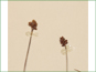 Les fleurs brunes de Luzula confusa