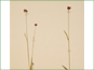 Les têtes  la fin de Luzula multiflora var. frigida 