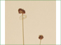 Terminal heads of Luzula multiflora var. frigida flowers