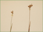 Les épis de Luzula multiflora var. multiflora
