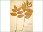 Le spécimen d'herbier de Maianthemum racemosum ssp. amplexicaule