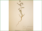 Le spécimen d'herbier de Mentzelia albicaulis