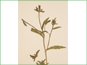 La plante fleurissant de Mentzelia albicaulis avec les feuilles alternatives