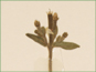 Les feuilles pubescentes et les fleurs de Mentzelia albicaulis