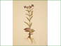 La plante de Mimulus ringens var. ringens avec les fleurs violettes