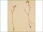 Le spécimen d'herbier de Montia linearis