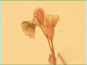 Les fleurs roses de Montia linearis