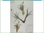 Herbarium specimen of Nothocalais cuspidata