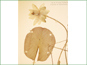 La feuille orbiculaire et la fleur blanche de Nymphaea odorata ssp. odorata