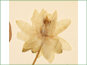 La fleur voyante blanche de Nymphaea odorata ssp. odorata