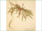 Le spécimen d'herbier d'Oenothera flava ssp. flava