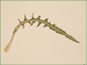 La feuille basale d'Oenothera flava ssp. flava