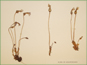 Herbarium specimen of Orobanche uniflora