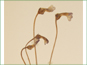 Les fleurs solitaires d'Orobanche uniflora