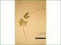 Le spécimen d'herbier d'Osmorhiza berteroi