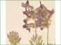 Purple Oxytropis besseyi var. besseyi flowers in a raceme