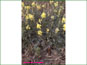 Live Oxytropis campestris ssp. dispar in sandy grassland