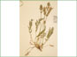 Le spécimen d'herbier d'Oxytropis campestris ssp. dispar