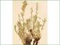 La plante dOxytropis lambertii var. lambertii avec la base de tige épaissie