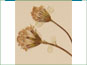 Les têtes de fleurs de Packera pauciflora