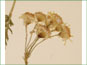 Le groupe de têtes de fleurs jaunes de Packera pseudaurea 