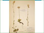 Le spécimen d'herbier de Packera streptanthifolia