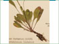 Packera streptanthifolia avec les feuilles basaux pétiolées